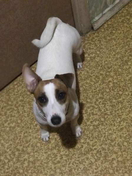 Ищем мальчика для вязки Джек Рассел терьер