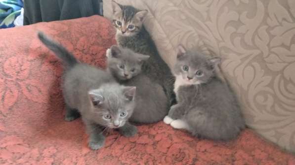 Котята британки в Нижнем Новгороде фото 9
