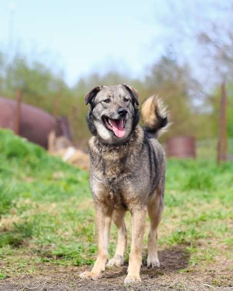 Улыбчивая собачка с рыжими ушками-огоньками в Санкт-Петербурге фото 23