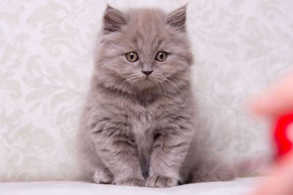 Британская длинношерстная лиловая девочка в Москве фото 6