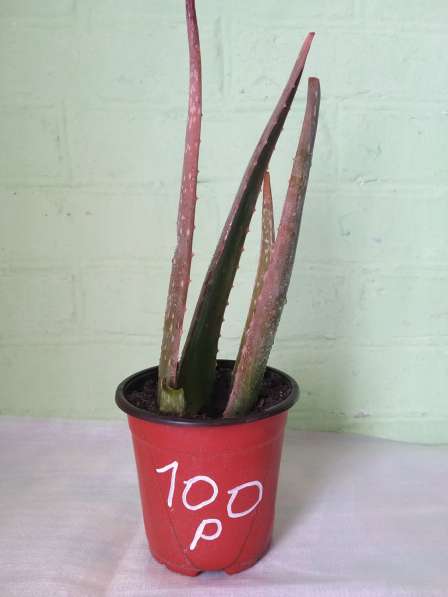 АЛОЭ ВЕРА ЛЕЧЕБНОЕ ДОМАШНЕЕ