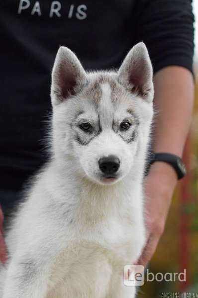 PUPPIES SIBERIAN HUSKY в фото 8