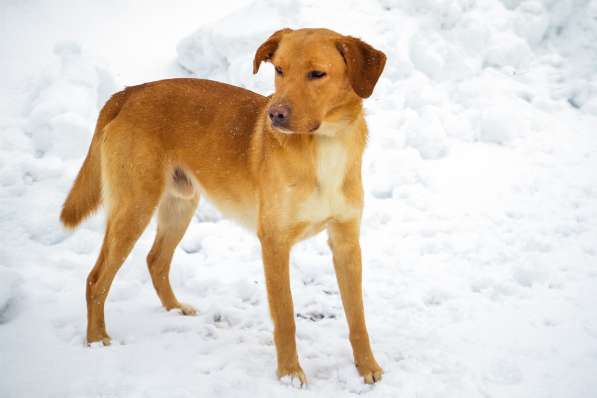 Собака в добрые руки в Санкт-Петербурге фото 3