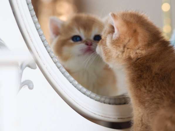 Британский котенок в Москве фото 8