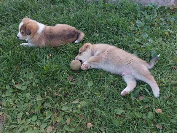 Щенок в Москве фото 7