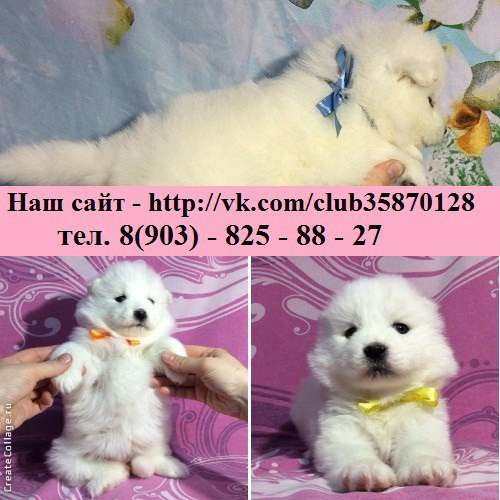 Щенята самоеда