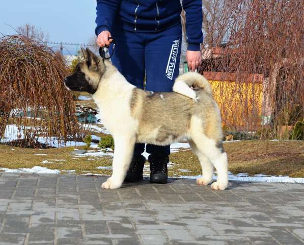 Щенки Американской Акиты (Питомник) в Москве фото 4
