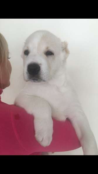 АЛАБАИ ЩЕНКИ в фото 14