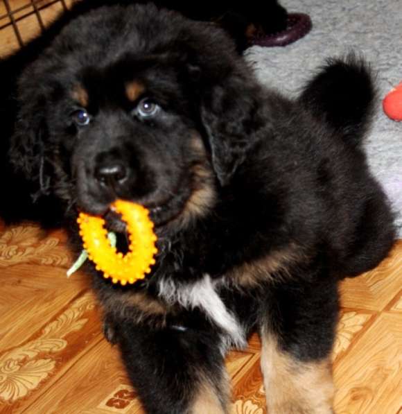 Тибетский мастиф - лучший страж на территории в Москве фото 98