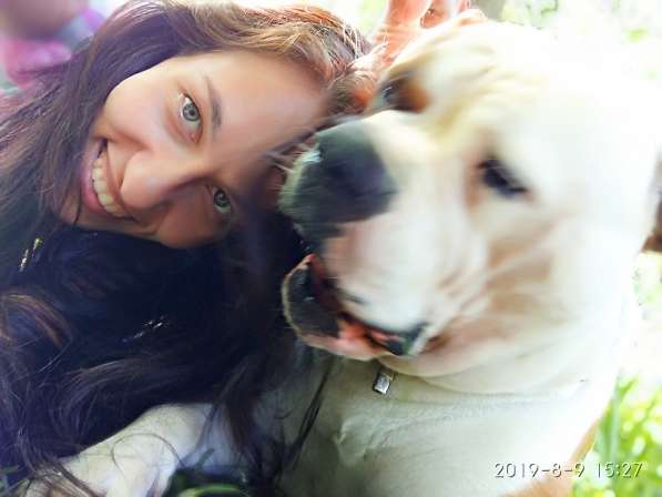 Продам щенка щенков Американского Бульдога FCI в фото 10