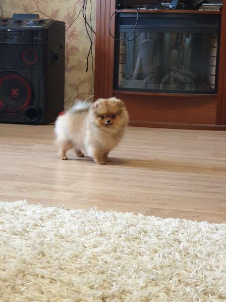 Pomeranian в Ярославле