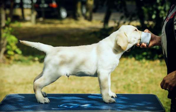 High quality Labrador Retriever puppies в фото 41