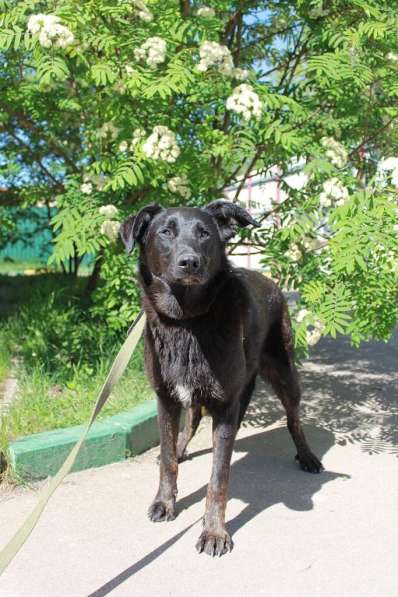 Особенная собачка мечтает о доме в Москве