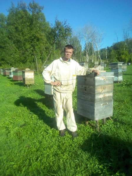 Пчелосемьи на высотку в Бийске
