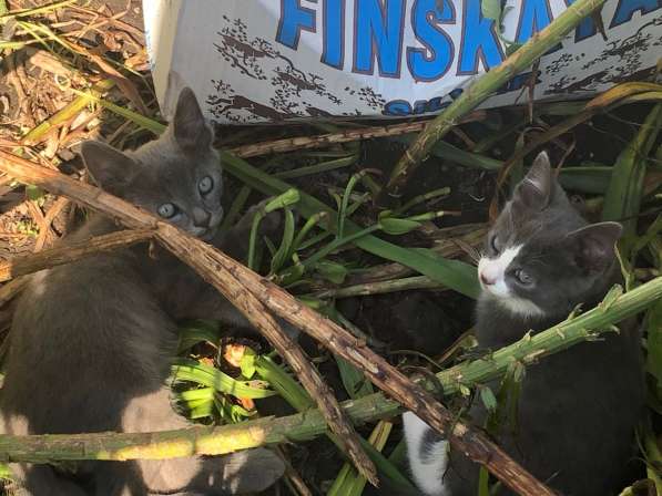 Котята ищут новых любящих хозяев в Железногорске фото 3