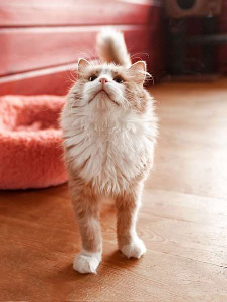 Ласковое солнышко Персик, умнейший домашний котик в дар в Москве фото 4