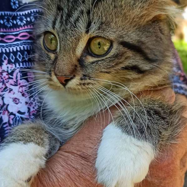 Котенок вислоухий в лучшие руки даром в Москве