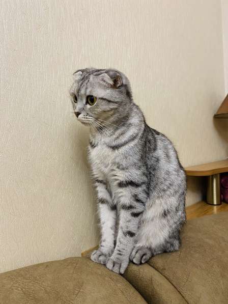 Шикарные шотландские котята в Симферополе фото 12