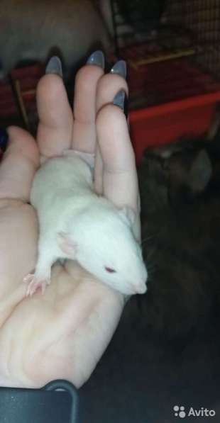 Крысятки дамбо в Муроме фото 5
