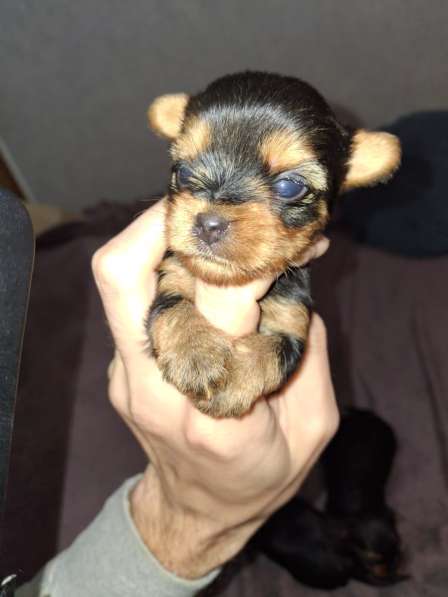 Чистокровные щенки Йоркширского Терьера в фото 10