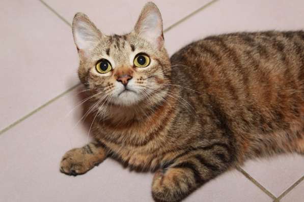 Кошка в добрые руки. Юная Алиса в Москве фото 3