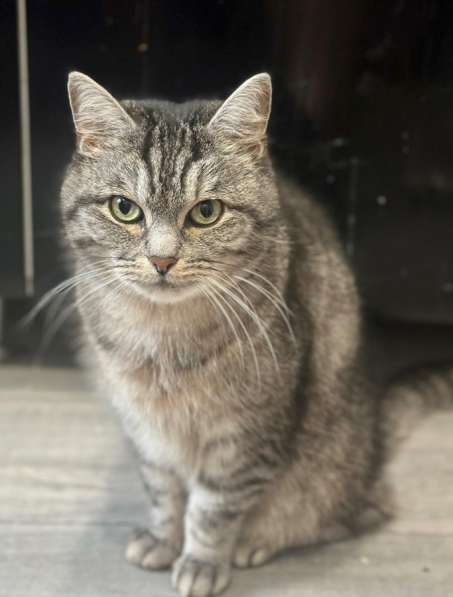 ⭐️Кошка породистая в добрые руки ⭐️ в Москве фото 4