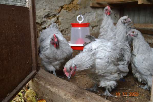 Продам породистых петушков