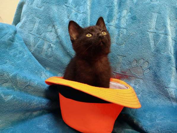 Черный игривый котёнок ищет дом в Санкт-Петербурге фото 6