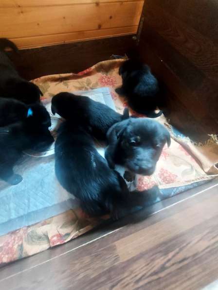 Продаю щенков в Сергиевом Посаде фото 3