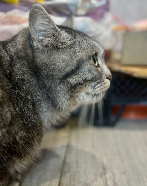 ⭐️Кошка породистая в добрые руки ⭐️ в Москве