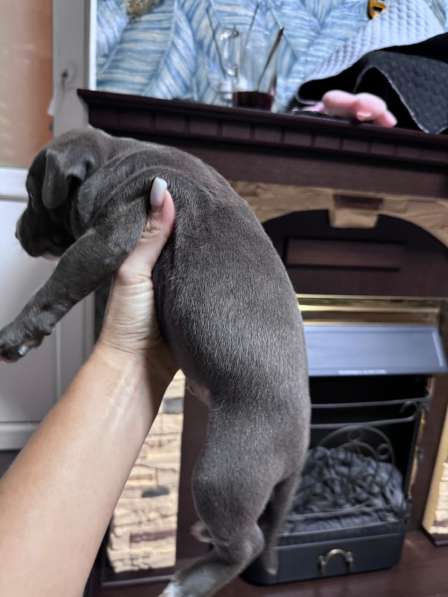 Кобели амстафф тяжёлый тип в Москве фото 5