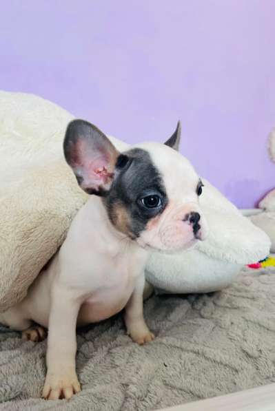 Французский бульдог в Уссурийске фото 5