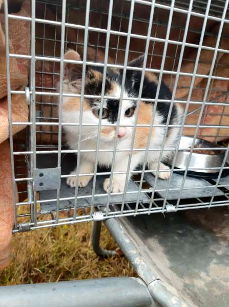 Кошечка котенок Тая