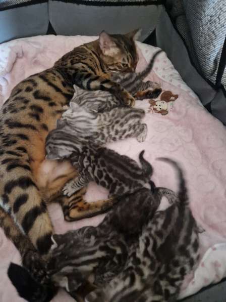 Чиcтокровные Бенгальские Котята