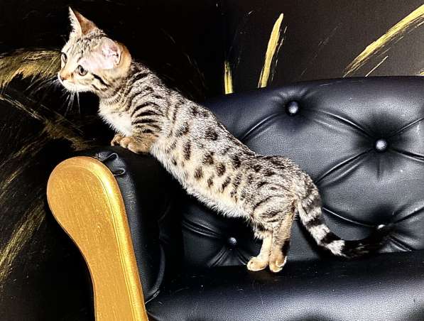 Девочка манчкин шоу класса