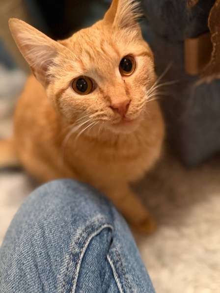 Хороший ласковый котёнок-рыжик в Санкт-Петербурге фото 7