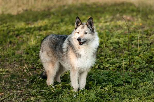 Общительная и добродушная бородатая дама Софа в Москве