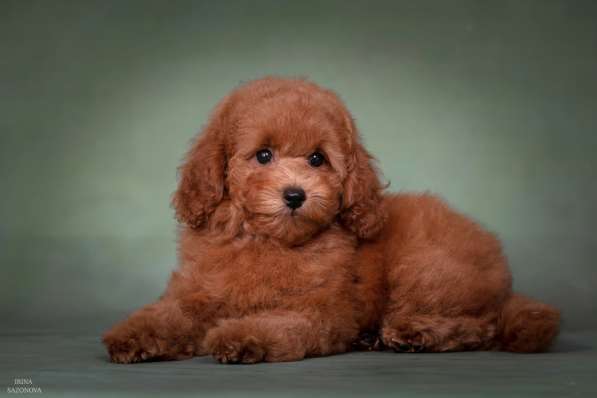 Той пудель девочка в Москве фото 6