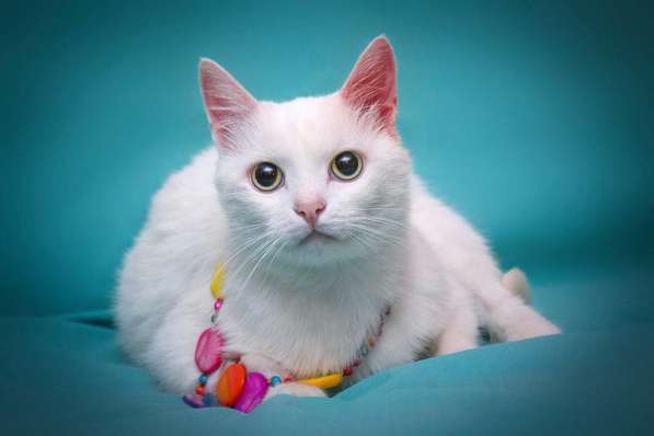 Белая кошечка Одри в добрые руки