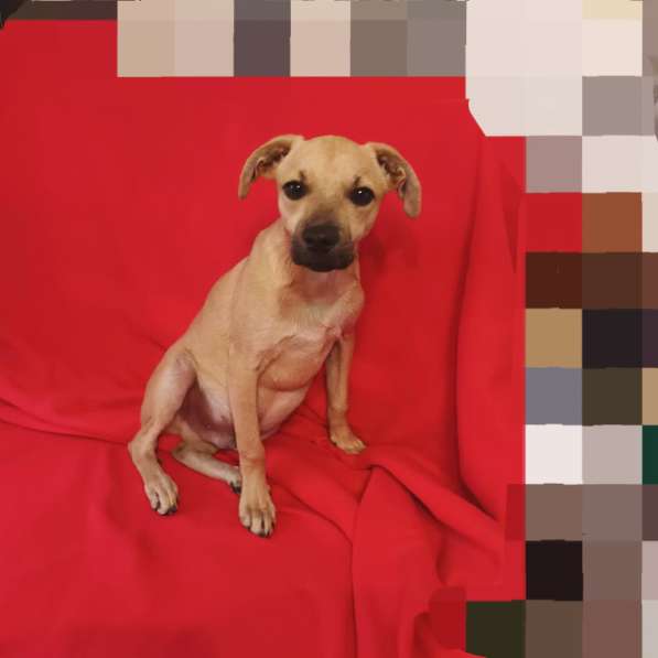 Маленький, трогательный малыш в Санкт-Петербурге фото 5