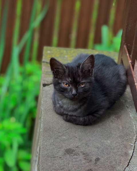 Ищут дом 2 чудесных котенка в Москве фото 6