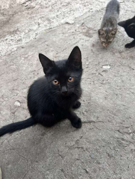Отдам котят бесплатно