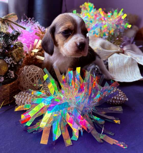 Бигль в Уссурийске фото 4