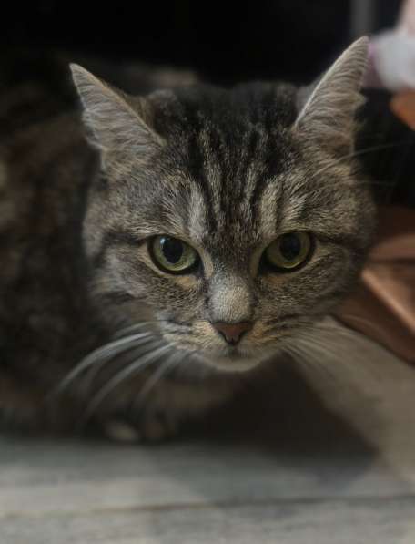 ⭐️Кошка породистая в добрые руки ⭐️ в Москве фото 3