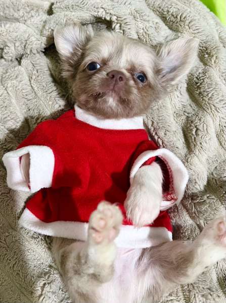 Щенки чихуахуа. Мини мальчики и девочки