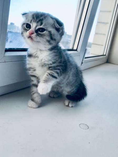 Котята вислоухие шотландские в Ставрополе фото 9