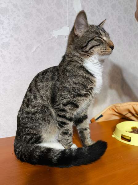 Особенная кошечка Пуся ищет дом в Москве