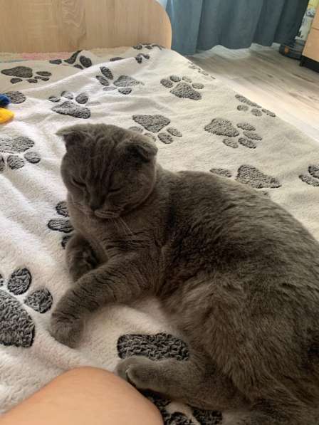 Отдам в добрые руки кошку