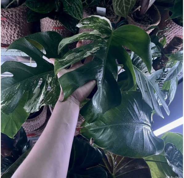Монстера тайское созвездие. Растение адаптированное в Астрахани