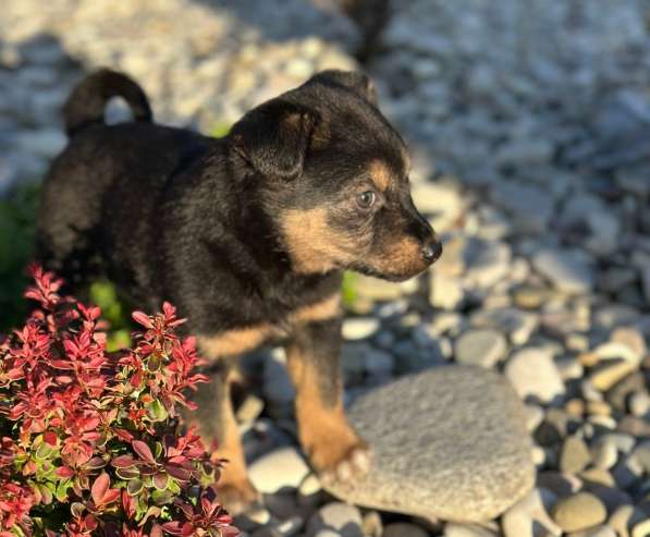 Милая щенок-девочка Тея в добрые руки в Москве фото 3